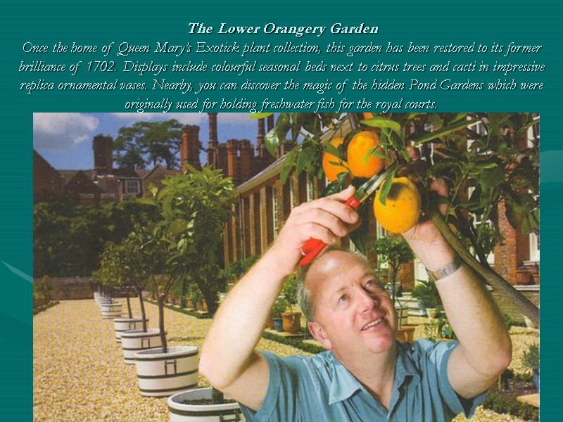 The Lower Orangery Garden Once the home of Queen Mary’s Exotick plant collection, this